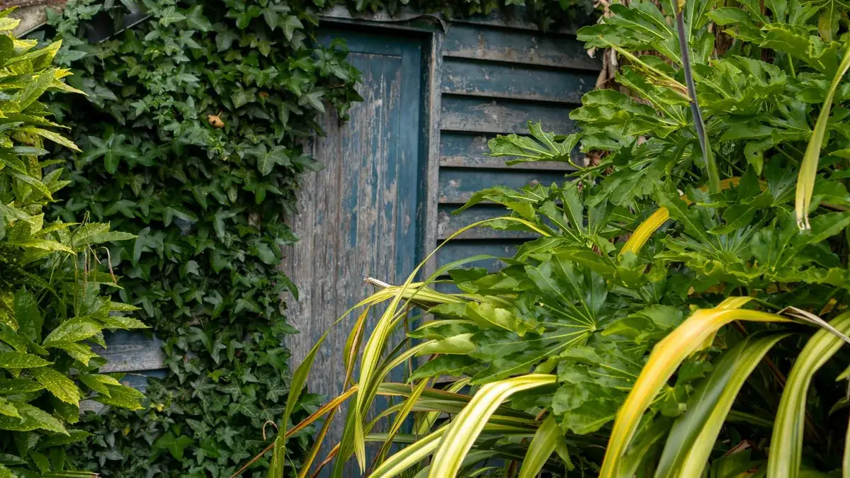 Puerta de madera azulada de una caseta de jardín, medio cubierta de hiedra y rodeada de plantas verdes.
