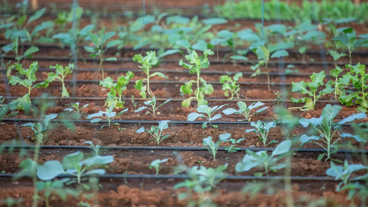 Hileras de plantones de hortaliza recién plantados en tierra, con un tubo de riego por goteo entre las filas.