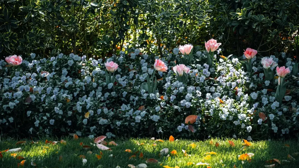 Arriate de jardín con tulipanes rosas entre flores blancas y lila, con un seto verde detrás y hojas caídas sobre el césped.