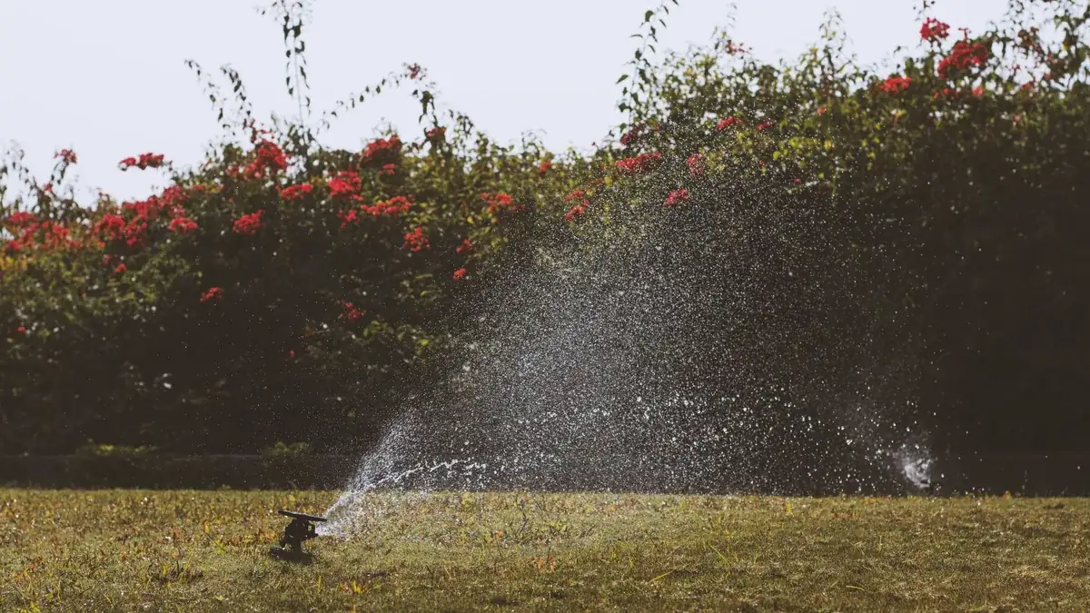 Aspersor de riego lanzando agua sobre un césped, con un seto de flores rojas al fondo a contraluz.